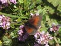 Erebia aethiopella